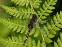 Grosse Moosjungfer (M)